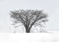 Tree 9