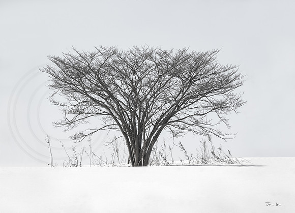 Tree 9