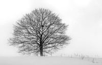 Tree With Bird's Nest