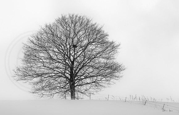 Tree With Bird's Nest