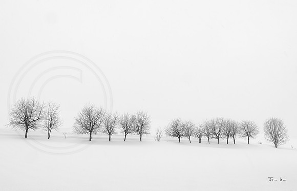 Row of Trees