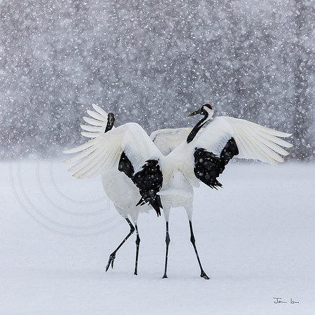 Cranes Dancing 1