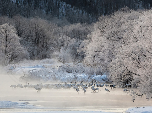 Red Crowned Cranes in the River Mist