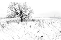 Tree Amongst the Reeds