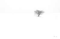 Tree 6