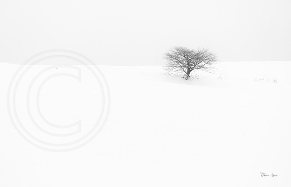 Tree 6
