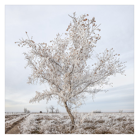 Hoar Frost Sapling and Barn