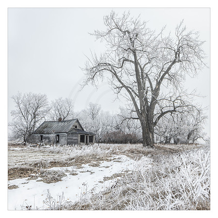 House Tree and Hoar Frost