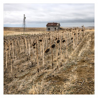 Among the Seeded Sunflowers