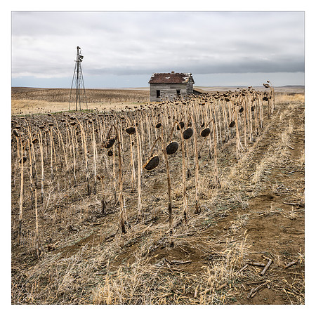 Among the Seeded Sunflowers
