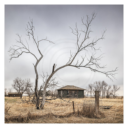 Abandoned House Through Tree