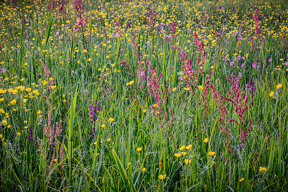 Orchid Meadow