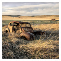 Cars in a Field