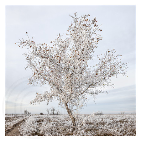 Hoar Frost Sapling and Barn