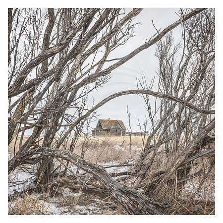 Glimpsed Through the Branches