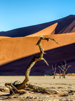 Dead Vlei The Predator