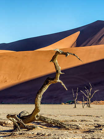 Dead Vlei The Predator