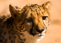 Cheetah