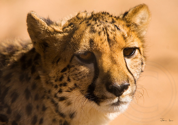 Cheetah