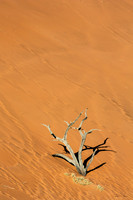 Dead Vlei Solitary