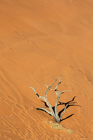 Dead Vlei Solitary