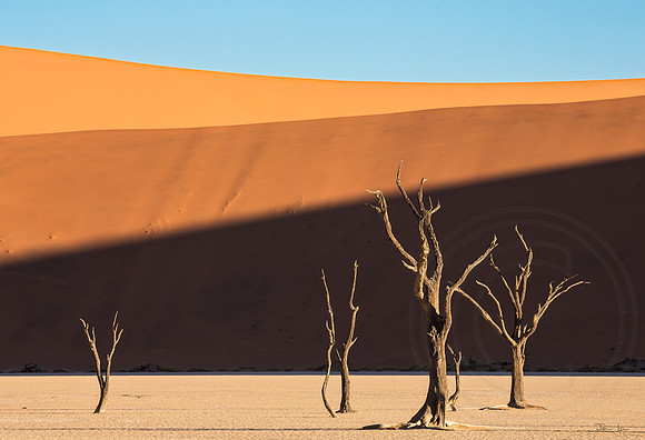 Dead Vlei 14