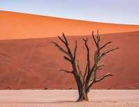 Dead Vlei 16