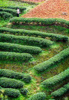 Collecting Tea 1