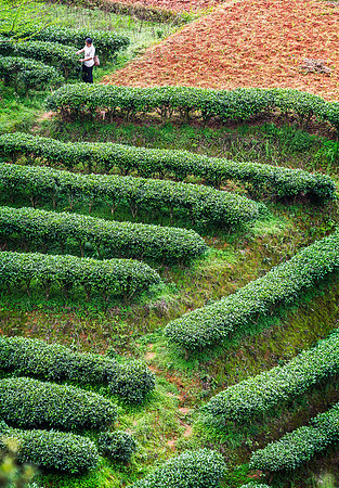Collecting Tea 1