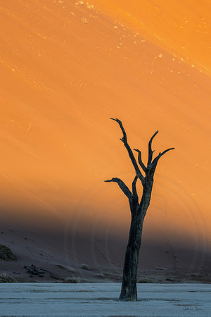 Dead Vlei 15
