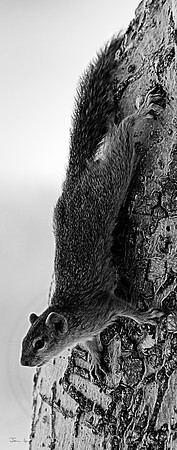 Tree Squirrel