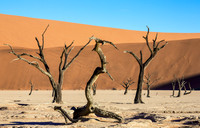 Dead Vlei Characters