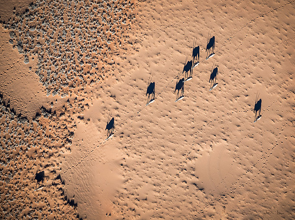 Sossus Vlei, Oryx on the Move