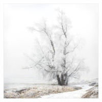 Cloaked in Hoar Frost