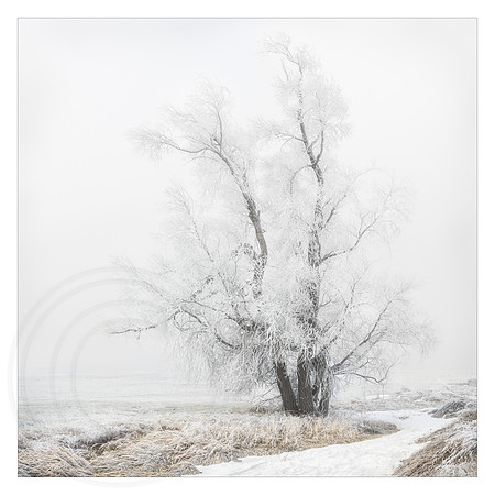Cloaked in Hoar Frost