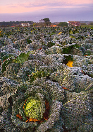 Autumn Crop