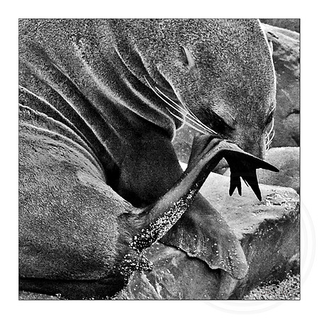 Cape Cross Seal
