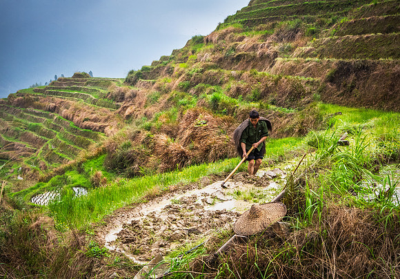 Working on the Padi Fields 1
