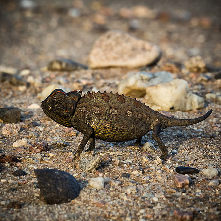 Namaqua Chameleon (Chamaeleo namaquensis)