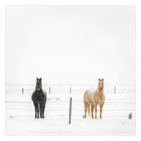 Out in the Cold
