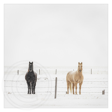 Out in the Cold