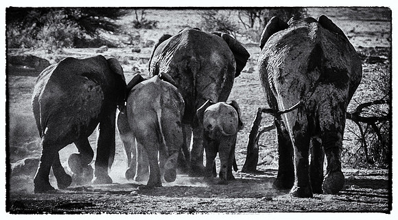 Leaving the Waterhole, Etosha
