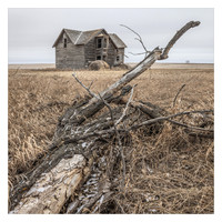 A Once Beautiful House, Forlorn